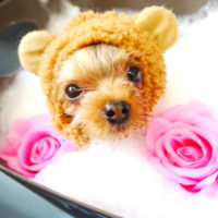 【本店】2020年5月1日のワンちゃん達♪