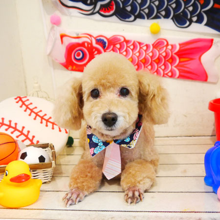 【本店】2020年5月3日のワンちゃん達♪