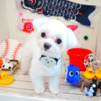 【本店】2020年5月4日のワンちゃん達♪