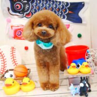 【本店】2020年5月8日のワンちゃん達♪