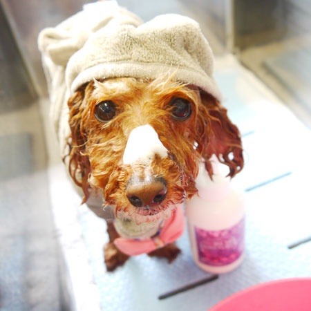 【本店】2020年5月9日のワンちゃん達♪