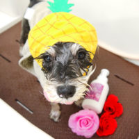 【本店】2020年5月10日のワンちゃん達♪