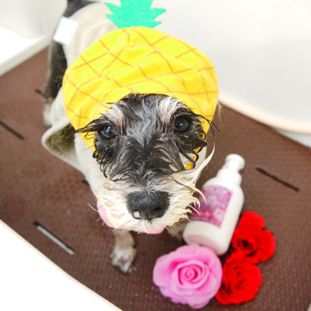 【本店】2020年5月10日のワンちゃん達♪