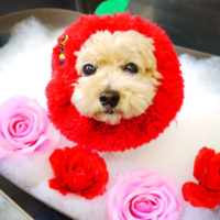 【本店】2020年5月11日のワンちゃん達♪