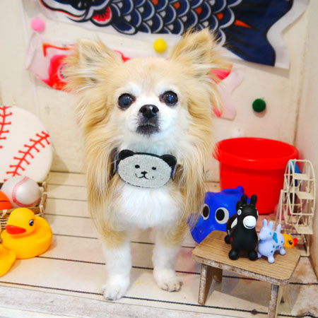 【本店】2020年5月14日のワンちゃん達♪