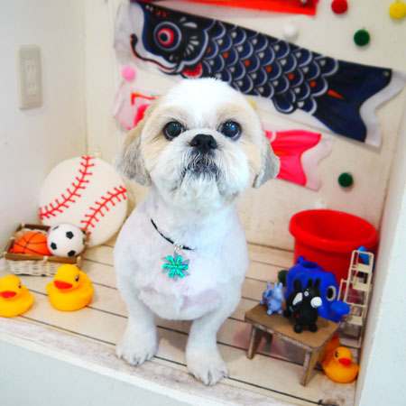 【本店】2020年5月15日のワンちゃん達♪