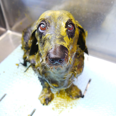 【本店】2020年5月16日のワンちゃん達♪