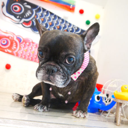 【本店】2020年5月17日のワンちゃん達♪