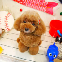 【本店】2020年5月18日のワンちゃん達♪