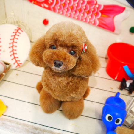 【本店】2020年5月18日のワンちゃん達♪