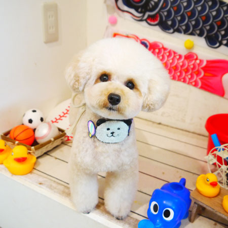 【本店】2020年5月20日のワンちゃん達♪