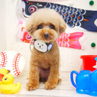 【本店】2020年5月21日のワンちゃん達♪