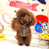 【本店】2020年5月22日のワンちゃん達♪