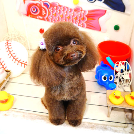 【本店】2020年5月22日のワンちゃん達♪