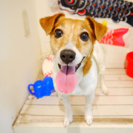 【本店】2020年5月23日のワンちゃん達♪