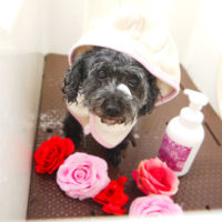 【本店】2020年5月24日のワンちゃん達♪