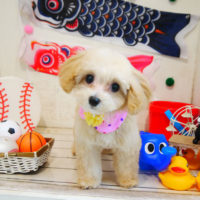 【本店】2020年5月25日のワンちゃん達♪