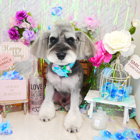 【本店】2020年5月27日のワンちゃん達♪