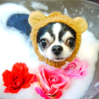 【本店】2020年5月28日のワンちゃん達♪