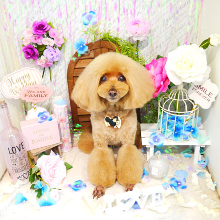 【本店】2020年5月29日のワンちゃん達♪