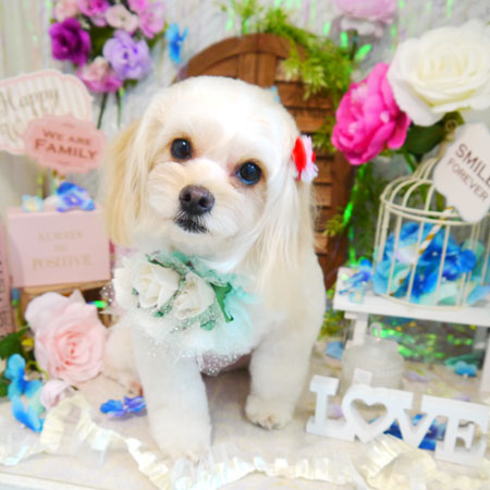 【本店】2020年5月30日のワンちゃん達♪