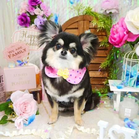 【本店】2020年5月31日のワンちゃん達♪