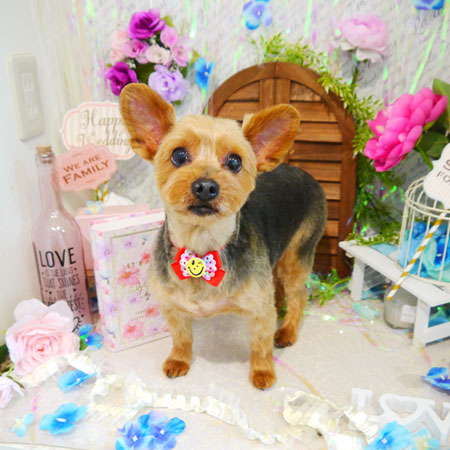 【本店】2020年6月3日のワンちゃん達♪