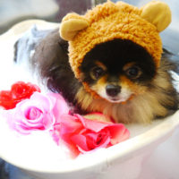 【本店】2020年6月7日のワンちゃん達♪