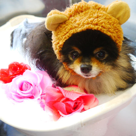 【本店】2020年6月7日のワンちゃん達♪