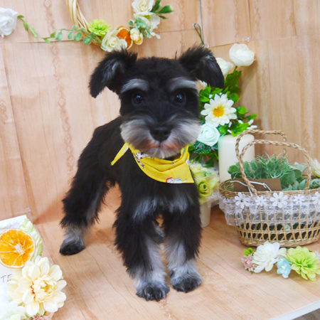 【山手店】2020年5月1日のワンちゃん達♪