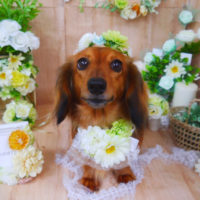 【山手店】2020年5月2日のワンちゃん達♪