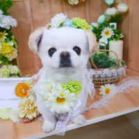 【山手店】2020年5月3日のワンちゃん達♪