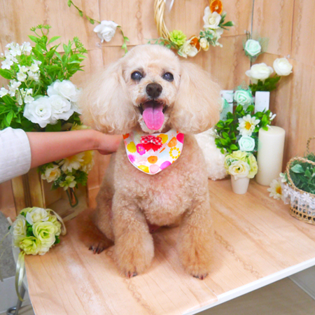 【山手店】2020年5月4日のワンちゃん達♪