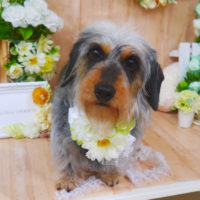 【山手店】2020年5月8日のワンちゃん達♪