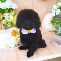 【山手店】2020年5月9日のワンちゃん達♪