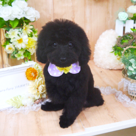 【山手店】2020年5月9日のワンちゃん達♪