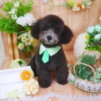 【山手店】2020年5月11日のワンちゃん達♪