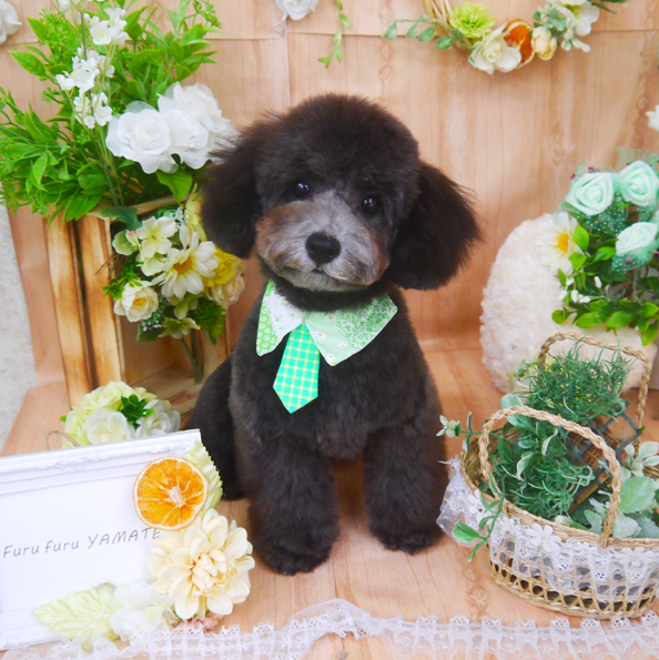 【山手店】2020年5月11日のワンちゃん達♪