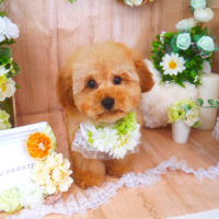 【山手店】2020年5月14日のワンちゃん達♪