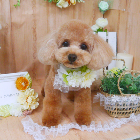 【山手店】2020年5月15日のワンちゃん達♪