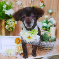 【山手店】2020年5月16日のワンちゃん達♪