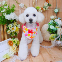 【山手店】2020年5月17日のワンちゃん達♪