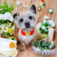 【山手店】2020年5月18日のワンちゃん達♪