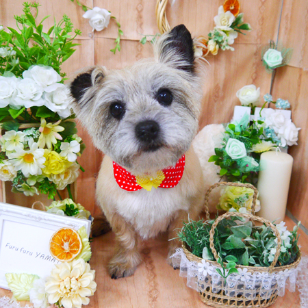 【山手店】2020年5月18日のワンちゃん達♪