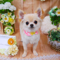 【山手店】2020年5月21日のワンちゃん達♪