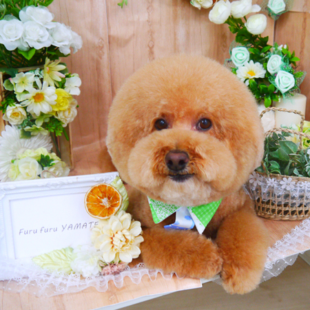 【山手店】2020年5月22日のワンちゃん達♪