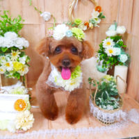 【山手店】2020年5月23日のワンちゃん達♪