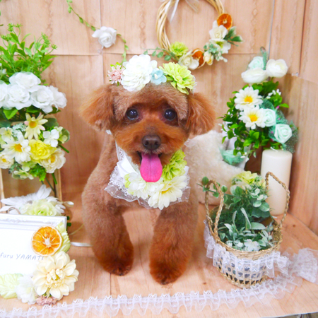 【山手店】2020年5月23日のワンちゃん達♪