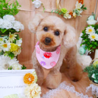 【山手店】2020年5月24日のワンちゃん達♪