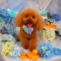 【山手店】2020年05月27日のワンちゃん達♪